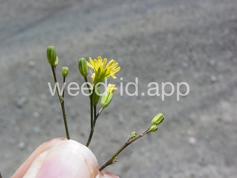 nipplewort